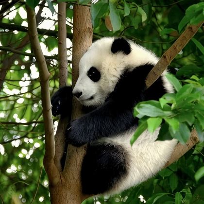 武汉+神农架+宜昌长江三峡+恩施市8日7晚跟团游 武汉+神农架+宜昌长江三峡+恩施市8日7晚跟团游