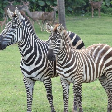 广州+深圳+惠州+长隆野生动物世界5日4晚私家团 广州+深圳+惠州+长隆野生动物世界5日4晚私家团