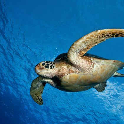 湛江+徐闻+吴川+硇洲岛6日5晚拼小团 湛江+徐闻+吴川+硇洲岛6日5晚拼小团