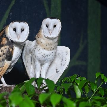 广州长隆旅游度假区+珠海长隆旅游度假区+清远5日4晚拼小团 广州长隆旅游度假区+珠海长隆旅游度假区+清远5日4晚拼小团