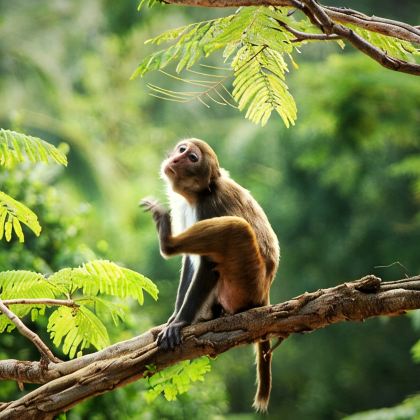 陵水+海南海洋欢乐世界+南湾猴岛生态旅游区+呆呆岛+吊罗山国家森林公园6日5晚私家团 陵水+海南海洋欢乐世界+南湾猴岛生态旅游区+呆呆岛+吊罗山国家森林公园6日5晚私家团