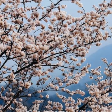 随州大洪山风景名胜区2日1晚私家团 随州大洪山风景名胜区2日1晚私家团