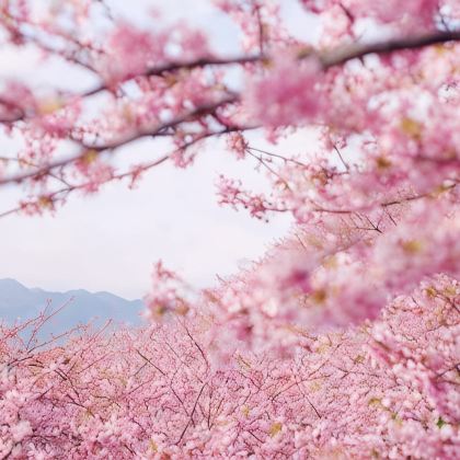 武汉+宜昌+长江三峡+恩施市6日5晚跟团游 武汉+宜昌+长江三峡+恩施市6日5晚跟团游