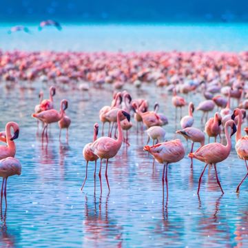 肯尼亚9日8晚私家团 肯尼亚9日8晚私家团