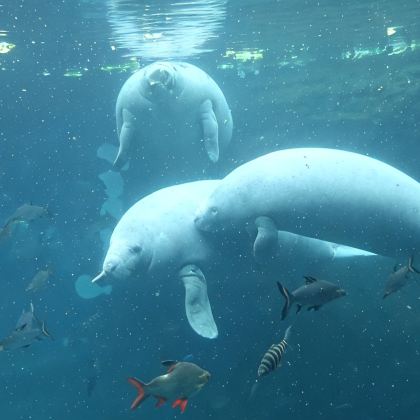 珠海+江门+珠海长隆海洋王国5日4晚私家团 珠海+江门+珠海长隆海洋王国5日4晚私家团