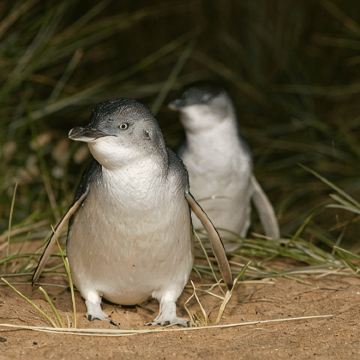 澳大利亚墨尔本+悉尼7日跟团游 澳大利亚墨尔本+悉尼7日跟团游