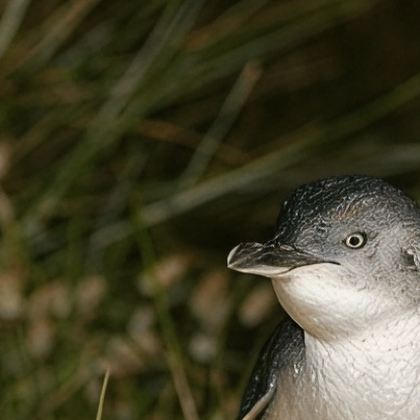 澳大利亚墨尔本+悉尼7日跟团游 澳大利亚墨尔本+悉尼7日跟团游