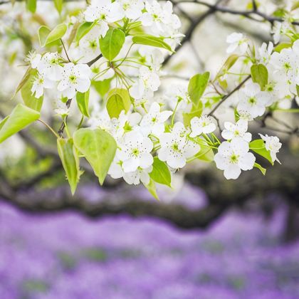 中国江苏泰州千垛景区4日3晚跟团游 中国江苏泰州千垛景区4日3晚跟团游
