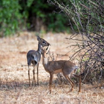 肯尼亚12日10晚私家团 肯尼亚12日10晚私家团
