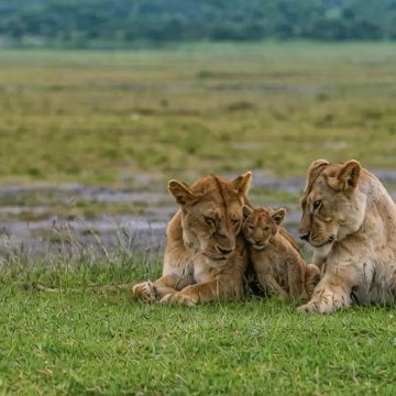 坦桑尼亚12日10晚私家团 坦桑尼亚12日10晚私家团