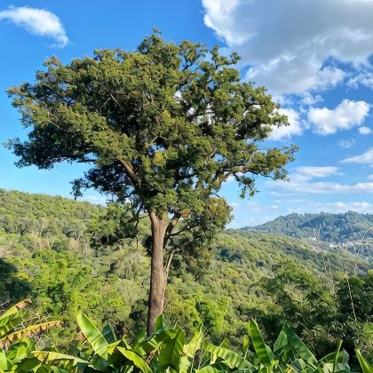 昆明+抚仙湖+建水+墨江+澜沧+西盟+沧源+临沧+巍山11日10晚私家团 昆明+抚仙湖+建水+墨江+澜沧+西盟+沧源+临沧+巍山11日10晚私家团