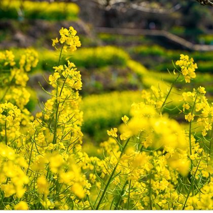 江西婺源4日3晚私家团 江西婺源4日3晚私家团