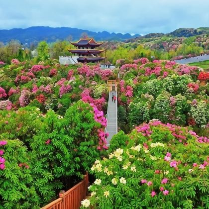 百里杜鹃风景区+贵安樱花园+黄果树景区+荔波小七孔景区+荔波大七孔景区6日5晚私家团 百里杜鹃风景区+贵安樱花园+黄果树景区+荔波小七孔景区+荔波大七孔景区6日5晚私家团