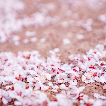 新疆北疆10日9晚私家团 新疆北疆10日9晚私家团