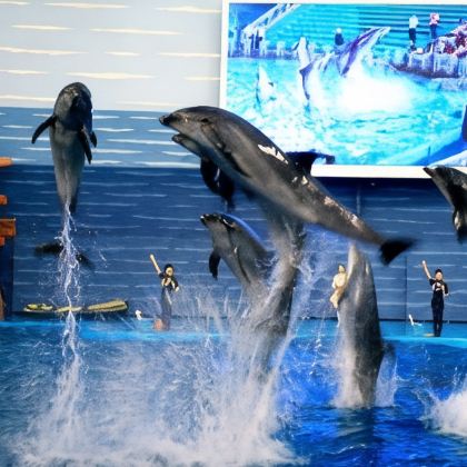 大连+金石滩+老虎滩海洋公园4日3晚私家团 大连+金石滩+老虎滩海洋公园4日3晚私家团