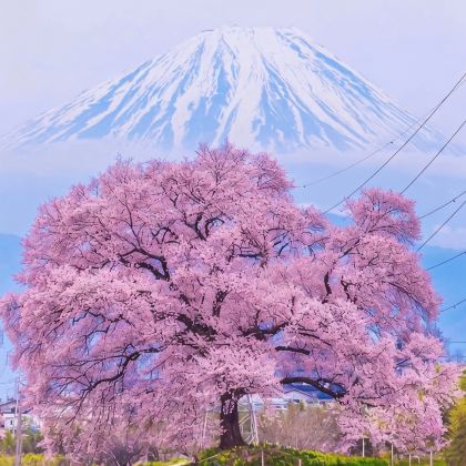 日本7日6晚私家团 日本7日6晚私家团