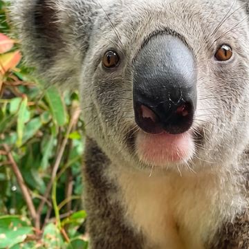 澳大利亚悉尼+新西兰8日7晚私家团 澳大利亚悉尼+新西兰8日7晚私家团