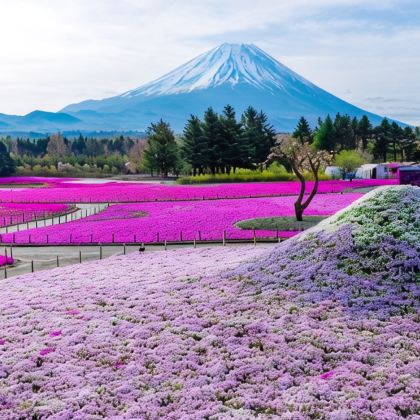 日本东京+大阪+富士山+箱根6日5晚私家团 日本东京+大阪+富士山+箱根6日5晚私家团