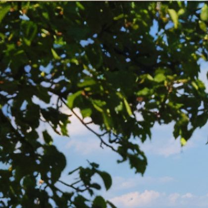 捷克+奥地利+匈牙利13日跟团游 捷克+奥地利+匈牙利13日跟团游