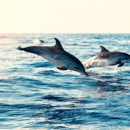 佩妮达岛+乌布+罗威纳海滩+科莫多7日6晚拼小团 佩妮达岛+乌布+罗威纳海滩+科莫多7日6晚拼小团