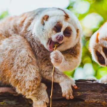 云南昆明+普洱+西双版纳6日5晚跟团游 云南昆明+普洱+西双版纳6日5晚跟团游