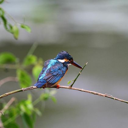 斯里兰卡7日6晚私家团 斯里兰卡7日6晚私家团