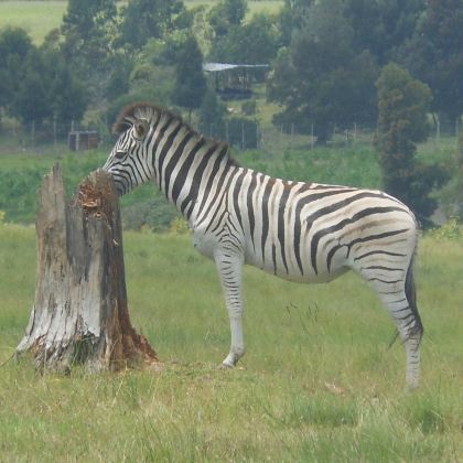 南非开普敦+约翰内斯堡9日8晚拼小团 南非开普敦+约翰内斯堡9日8晚拼小团