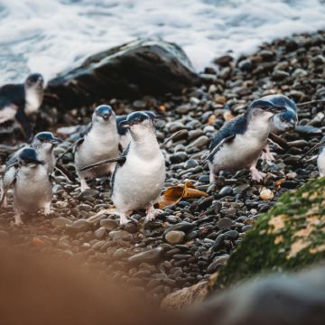 新西兰+阿卡罗阿+奥玛鲁+皇后镇11日8晚私家团 新西兰+阿卡罗阿+奥玛鲁+皇后镇11日8晚私家团