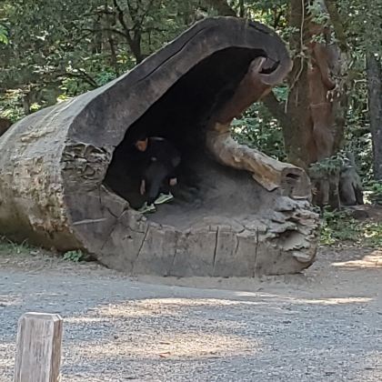美国+火山口湖国家公园+雷尼尔山国家公园+哥伦比亚河峡谷国家风景区+西雅图5日4晚跟团游 美国+火山口湖国家公园+雷尼尔山国家公园+哥伦比亚河峡谷国家风景区+西雅图5日4晚跟团游
