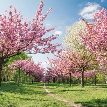 巴基斯坦10日8晚跟团游 巴基斯坦10日8晚跟团游