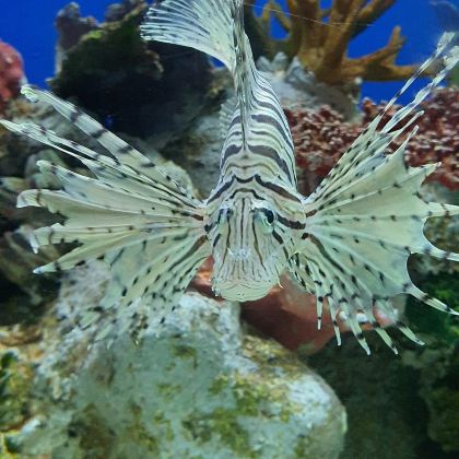 菲律宾马尼拉市+长滩岛6日5晚拼小团 菲律宾马尼拉市+长滩岛6日5晚拼小团