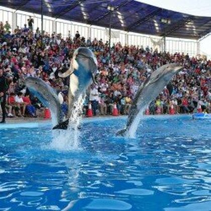 赫嘎达+Dolphina Park一日游 赫嘎达+Dolphina Park一日游