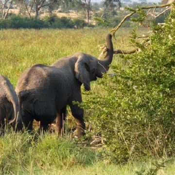 乌干达坎帕拉+卢旺达基加利+波特尔堡+伊丽莎白女王国家公园+布恩迪难以穿越的国家公园12日9晚跟团游 乌干达坎帕拉+卢旺达基加利+波特尔堡+伊丽莎白女王国家公园+布恩迪难以穿越的国家公园12日9晚跟团游