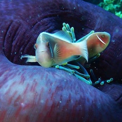 越南胡志明市金龙水上木偶戏+芽庄双岛+芽庄珍珠岛游乐园8日7晚拼小团 越南胡志明市金龙水上木偶戏+芽庄双岛+芽庄珍珠岛游乐园8日7晚拼小团