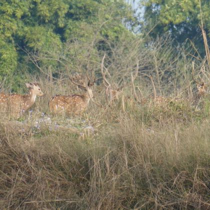 尼泊尔加德满都+奇旺+纳加阔特7日6晚拼小团 尼泊尔加德满都+奇旺+纳加阔特7日6晚拼小团