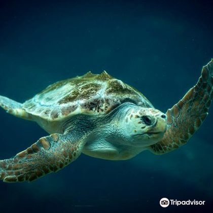 南非德班德班乌沙卡水底世界水族馆一日游 南非德班德班乌沙卡水底世界水族馆一日游
