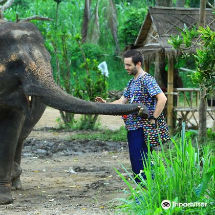 清迈大象丛林保护区一日游
