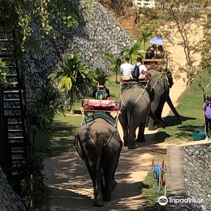 泰国芭提雅野生大象公园一日游