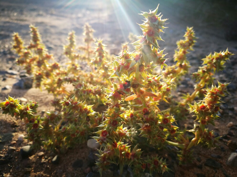 戈壁滩中许多不知名的小植物