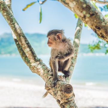 越南芽庄+大叻+美奈7日6晚私家团 越南芽庄+大叻+美奈7日6晚私家团