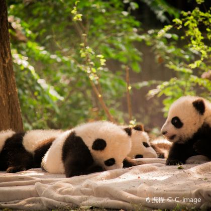 成都大熊猫繁育研究基地+三星堆博物馆2日1晚私家团