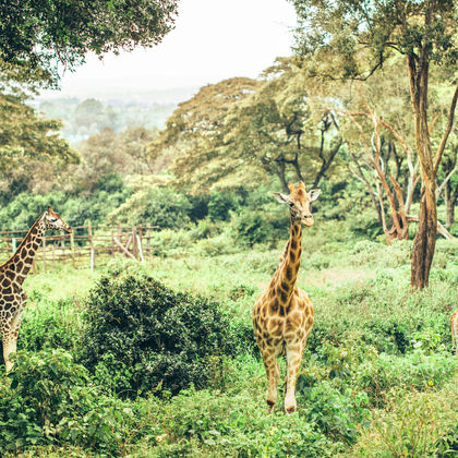 内罗毕国家公园+肯雅塔国际会议中心+长颈鹿中心+肯尼亚国家博物馆+村庄市场一日游