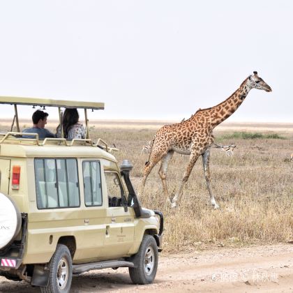 肯尼亚+坦桑尼亚12日9晚跟团游 肯尼亚+坦桑尼亚12日9晚跟团游