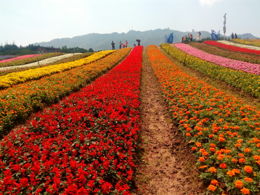 铜梁,奇彩梦园,邱少云纪念馆,安居古镇,黄家坝露营基地