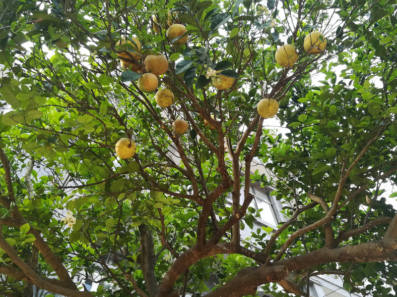 这棵柚子树一边开花一边结果,清新花香沁人心脾