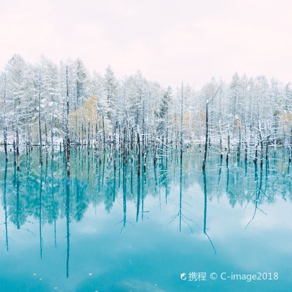 日本北海道旭山动物园一日游