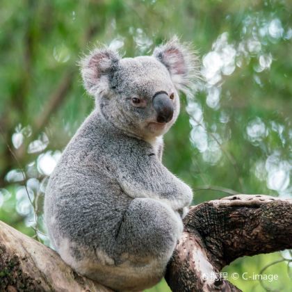 澳大利亚珀斯天鹅谷+凯维森野生动物园+弗里曼特尔+罗特尼斯岛5日4晚私家团