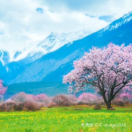 林芝+波密+鲁朗林海+来古冰川+米堆冰川5日4晚跟团游