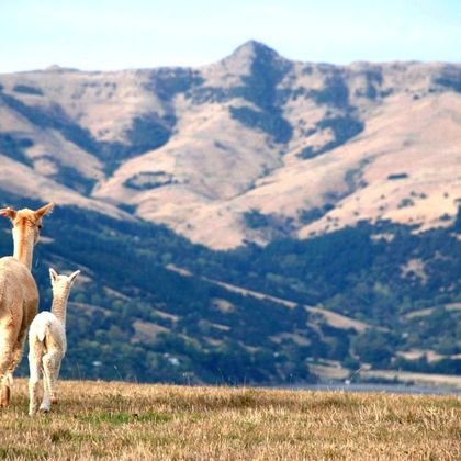 新西兰基督城莎玛拉羊驼牧场+Sugarloaf Scenic Reserve一日游