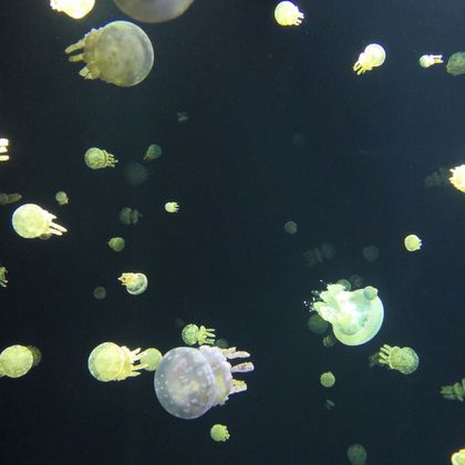 温哥华水族馆+煤汽镇蒸汽钟+煤气镇+范度森植物园一日游 温哥华水族馆+煤汽镇蒸汽钟+煤气镇+范度森植物园一日游